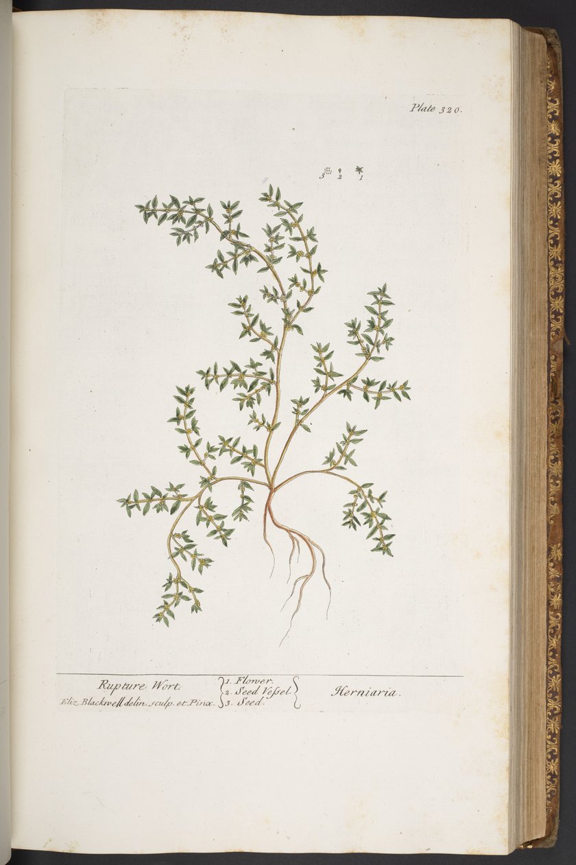 Plate 320, from 