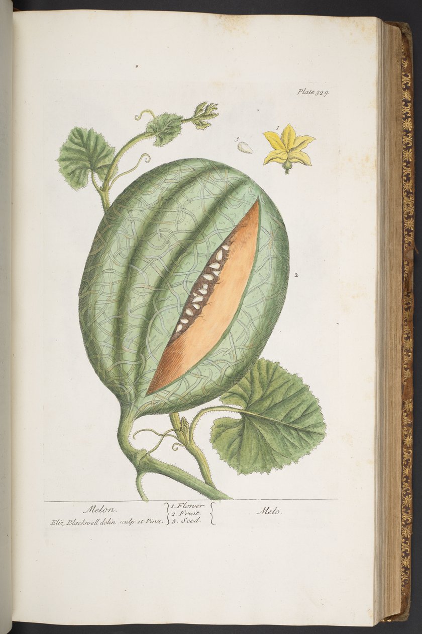 Plate 329, from 