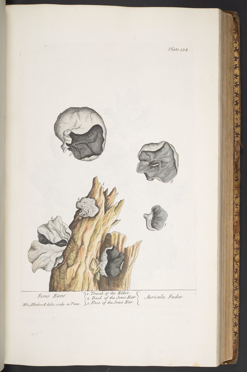 Plate 334, from 