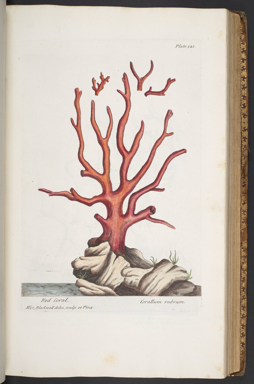 Plate 341, from 