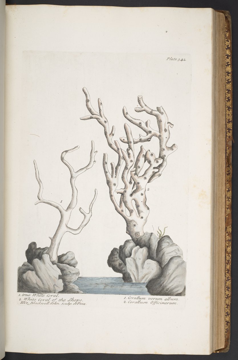 Plate 342, from 