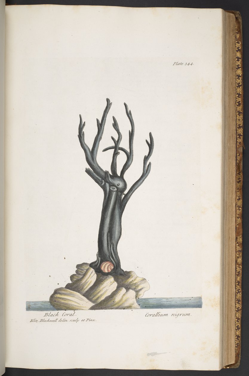 Plate 344, from 