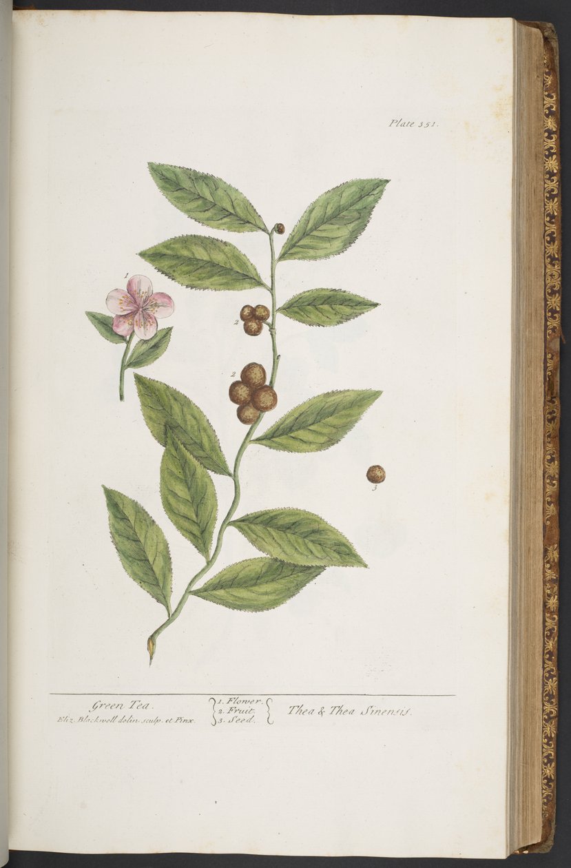 Plate 351, from 