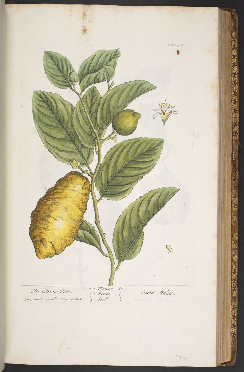 Plate 361, from 