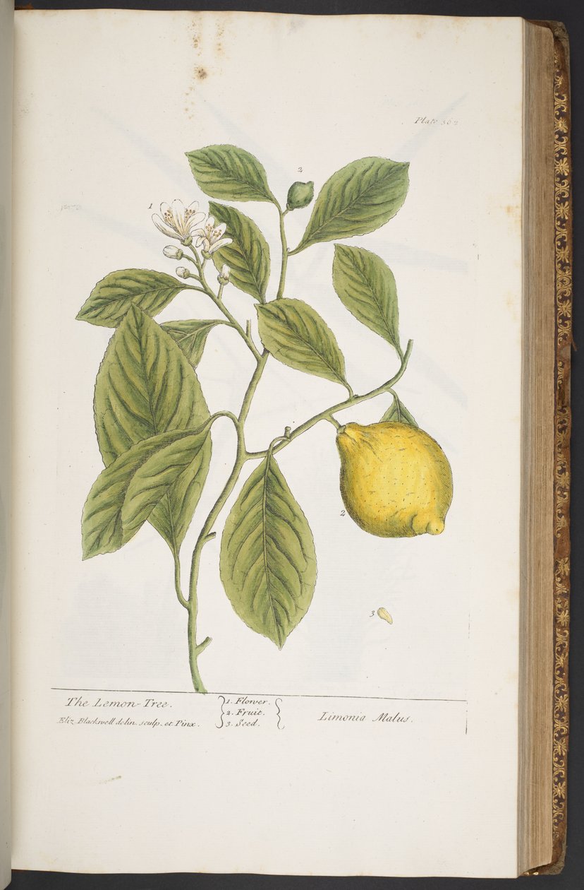 Plate 362, from 