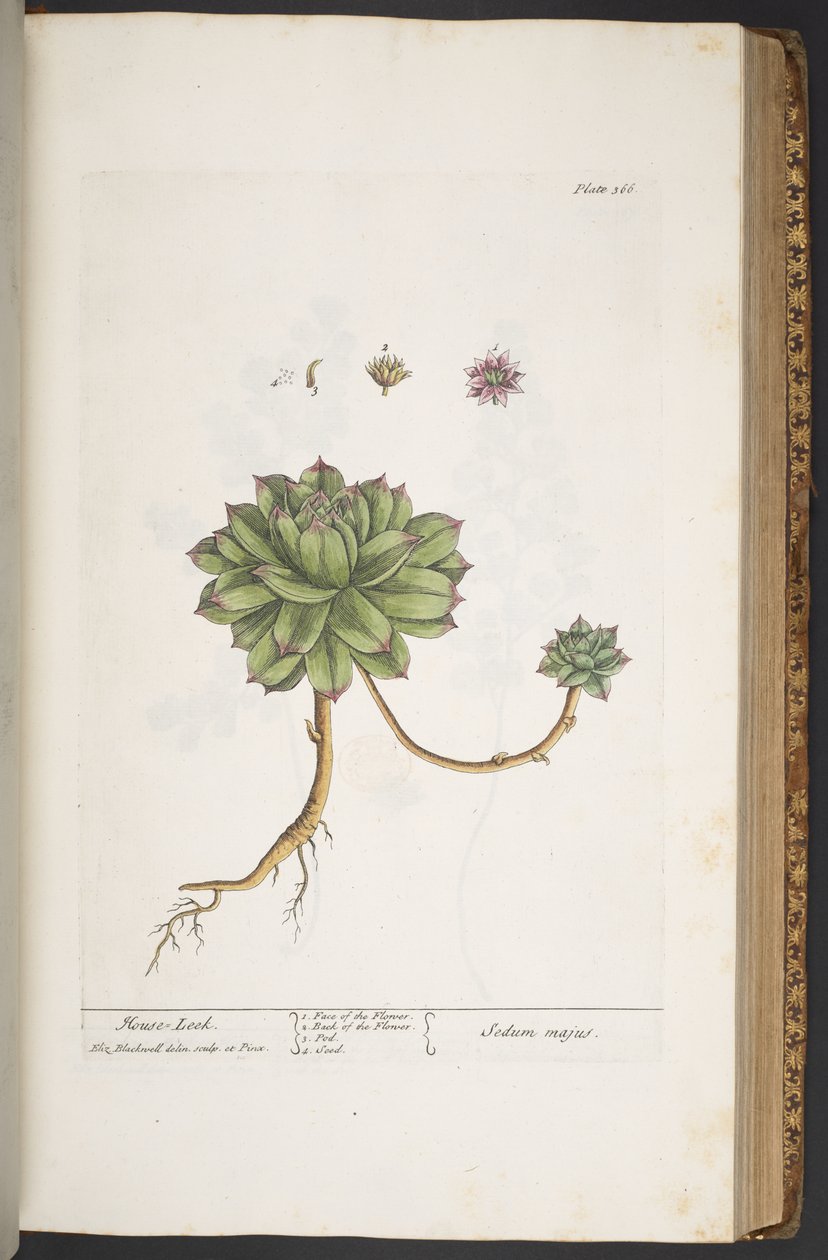 Plate 366, from 