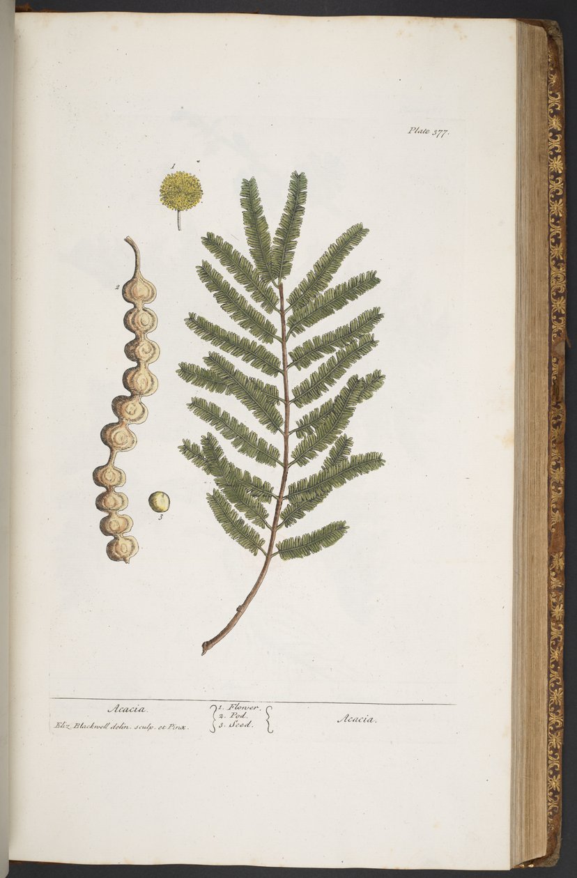 Plate 377, from 