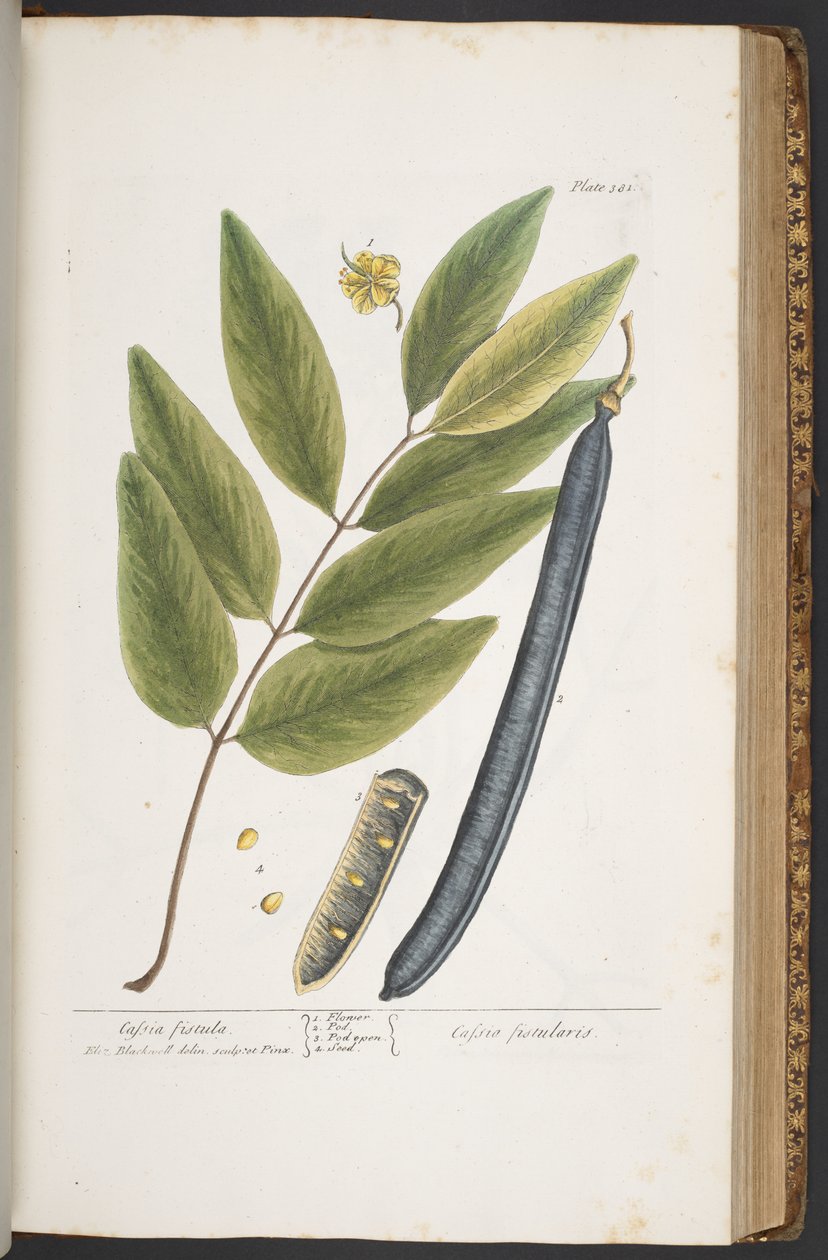 Plate 381, from 