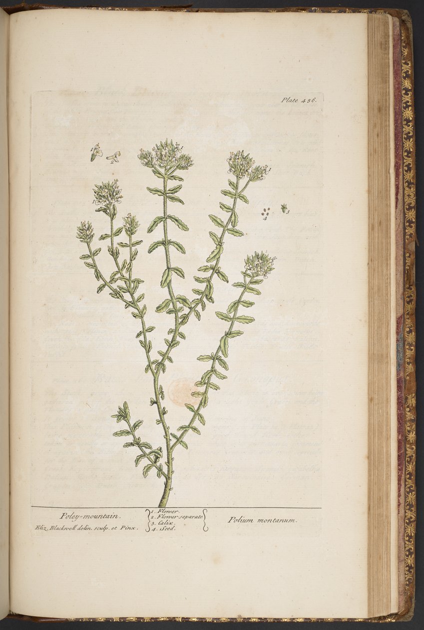 Plate 456, from 