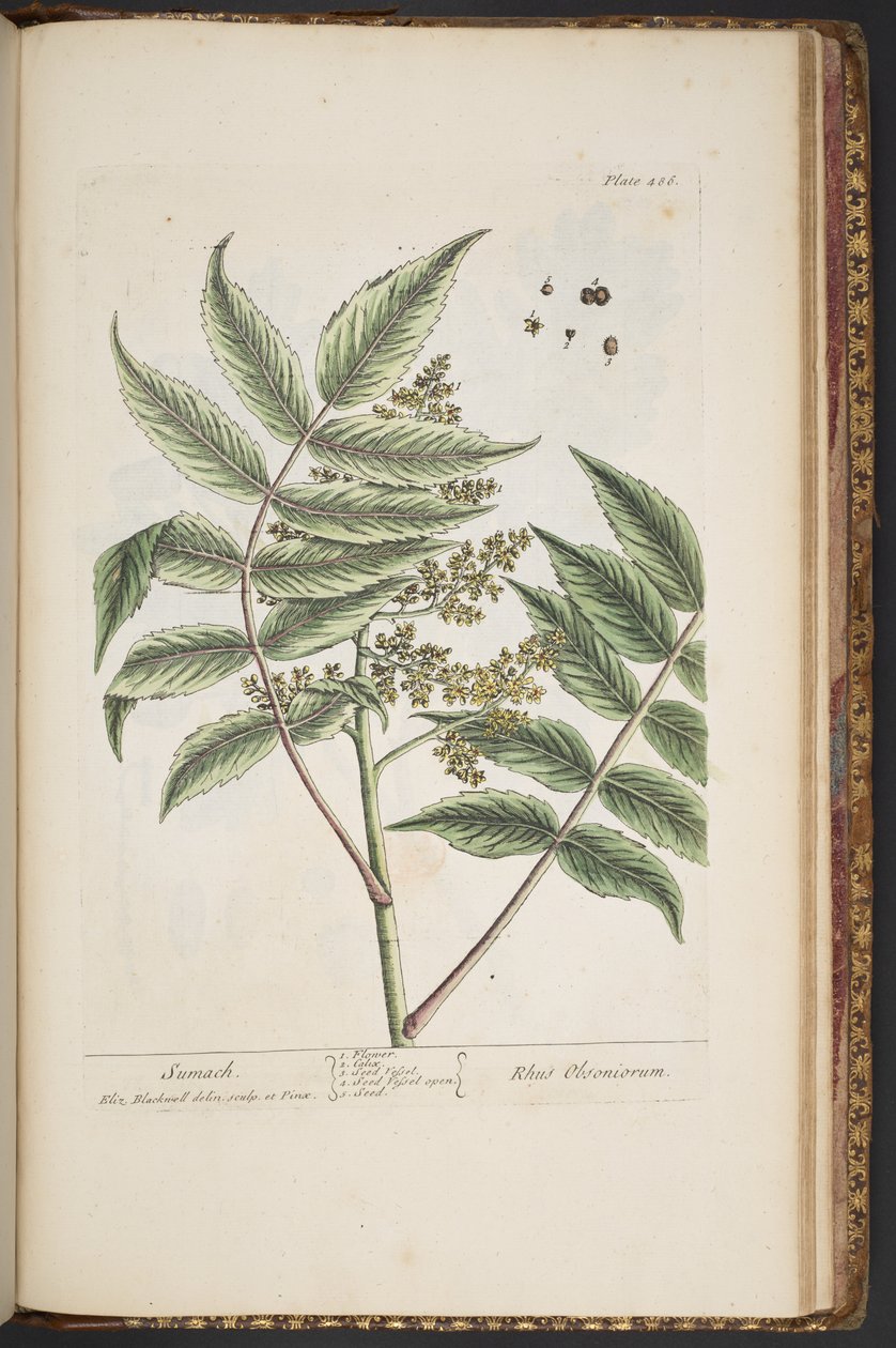 Plate 486, from 