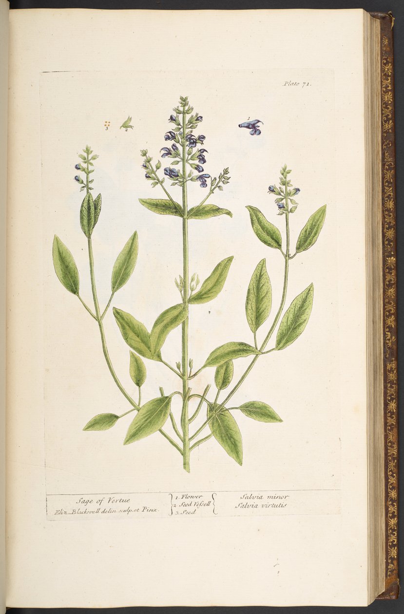 Plate 71, from 