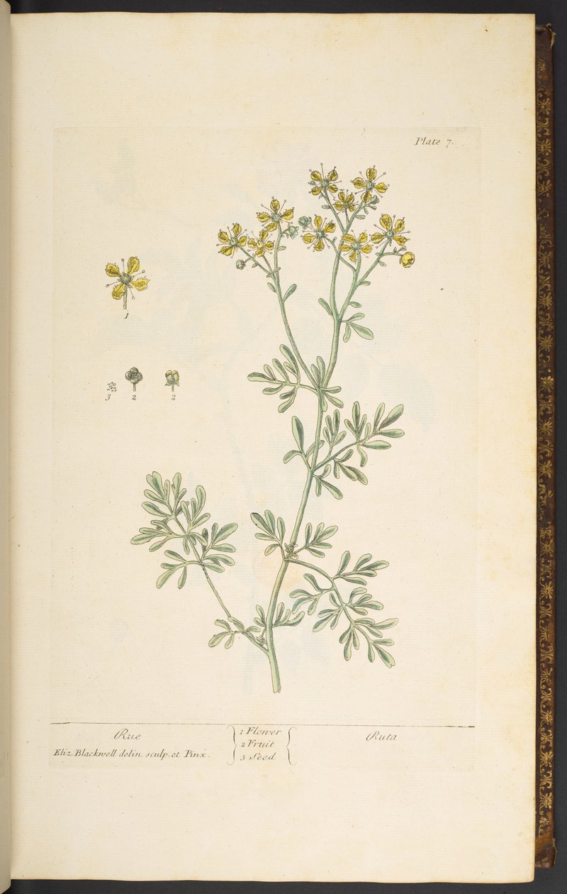 Plate 7, Rue, from 