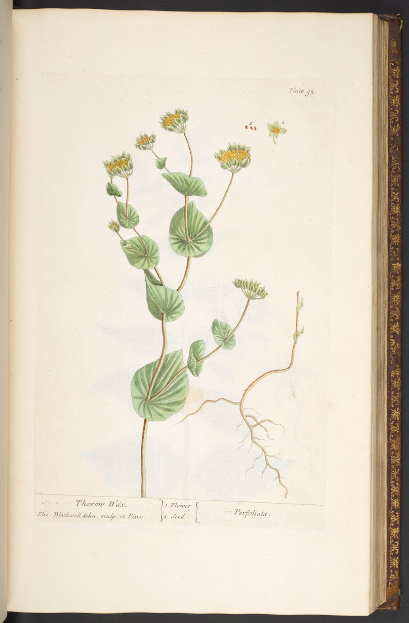 Plate 95, from 