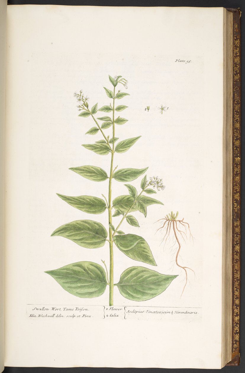 Plate 96, from 