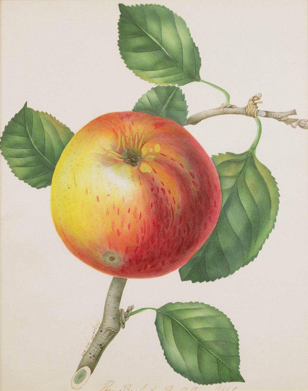 An Apple, c.1835 by Elizabeth Jane Hill