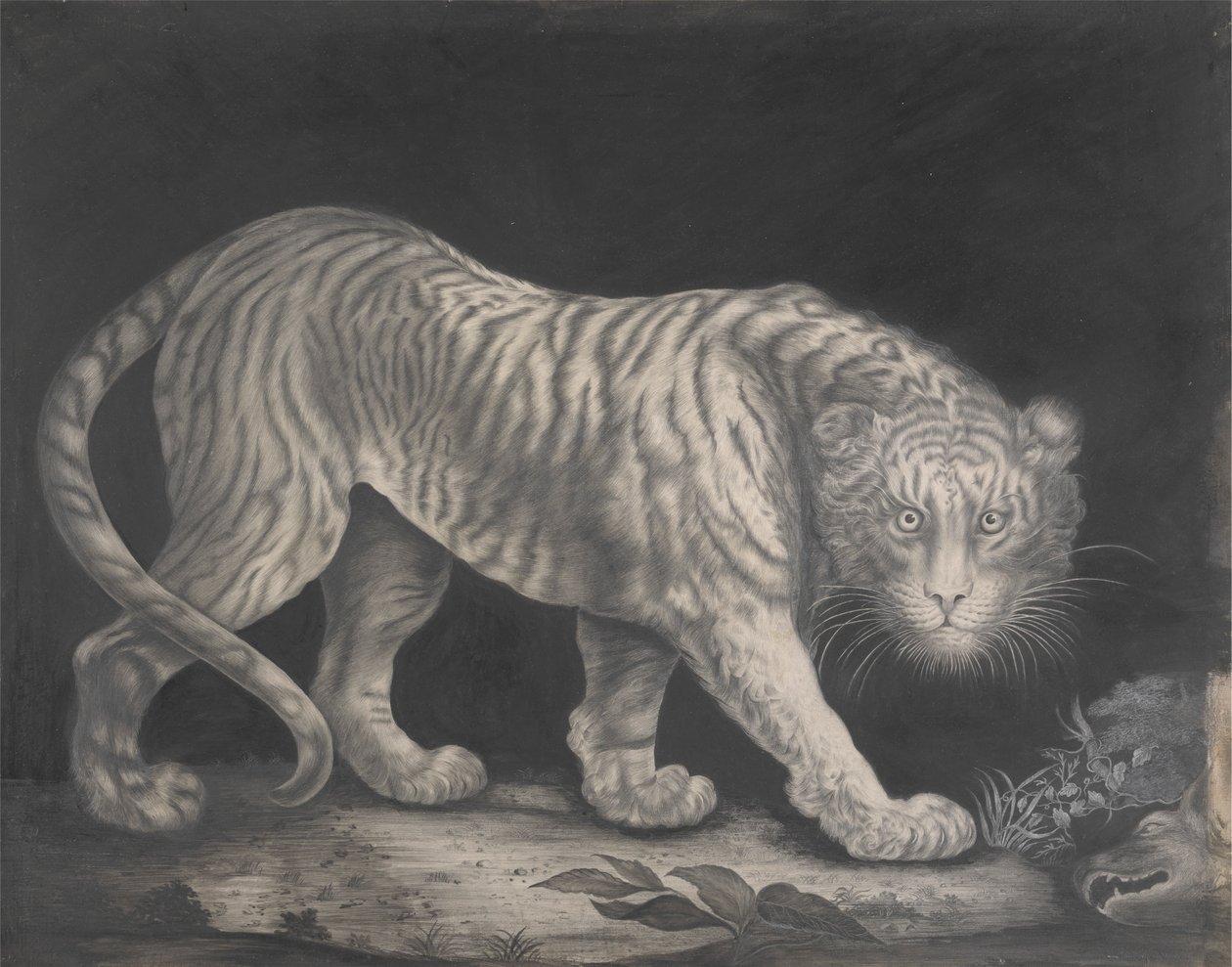 A Prowling Tiger by Elizabeth Pringle