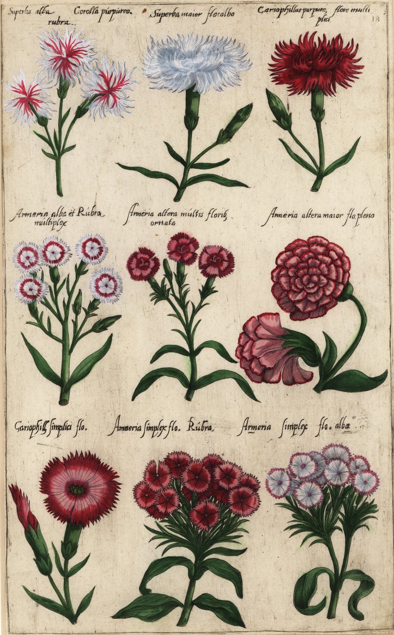 Different varieties of carnation by Emanuel Sweert