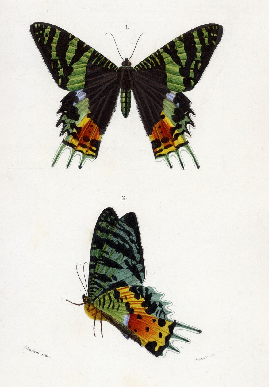 Urania Riphaeus by Emile Theophile Blanchard