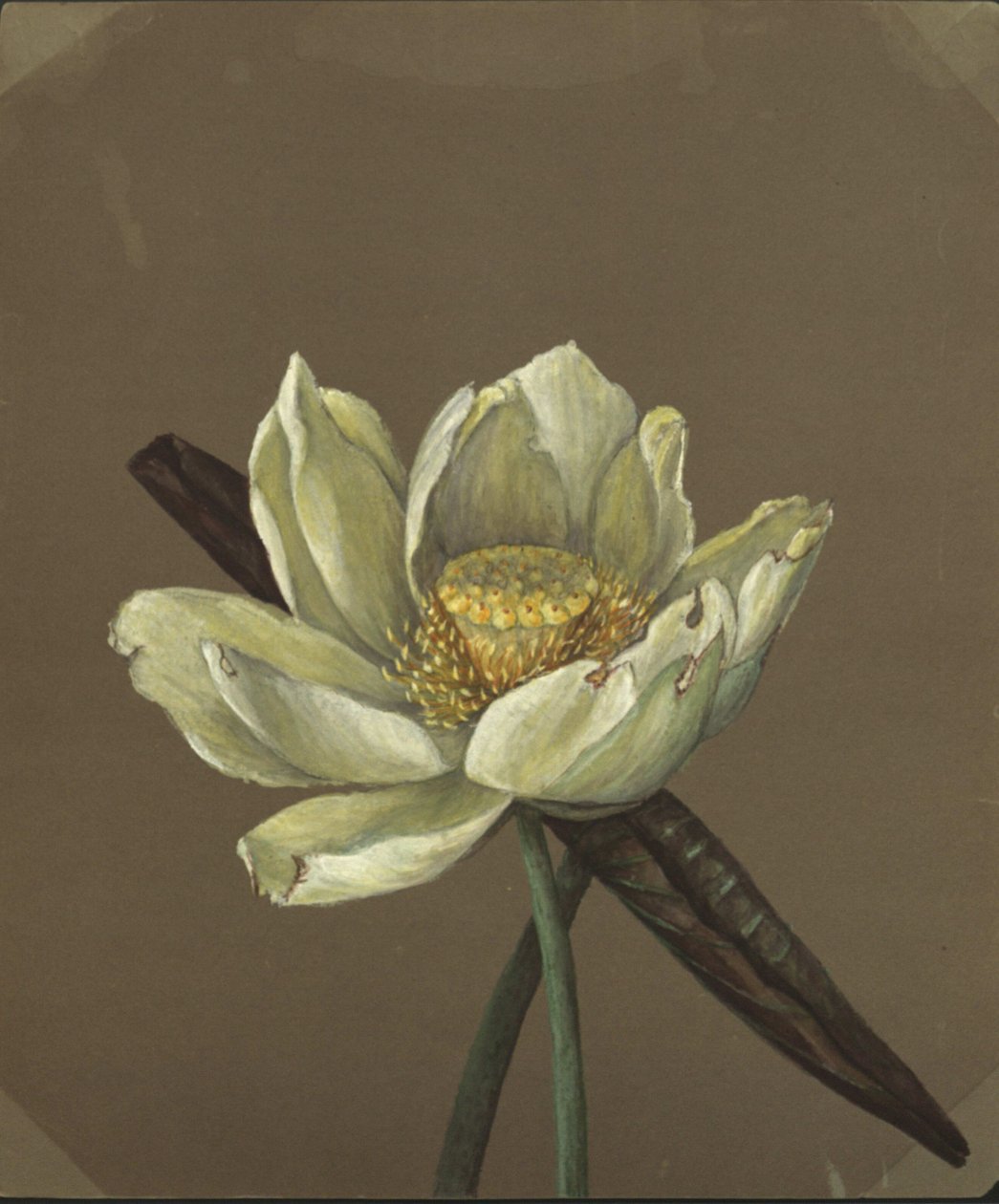 Great Yellow Nelumbo by Emma Roberts