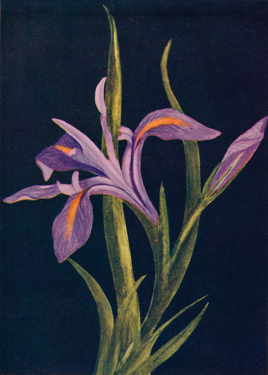 Ground Iris, c1915 by Emma Graham Clock