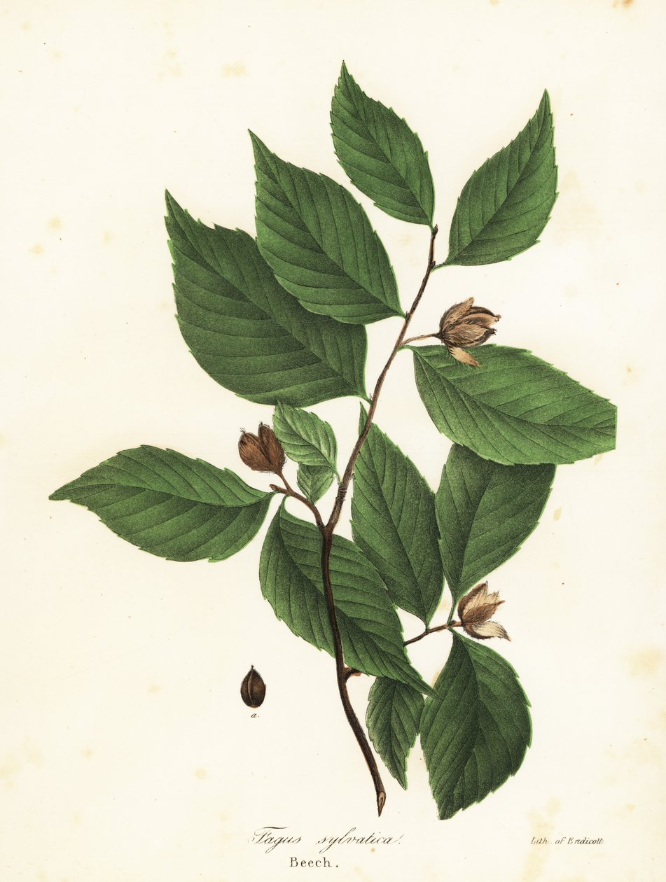 Beech Tree, Fagus sylvatica by Endicott Endicott