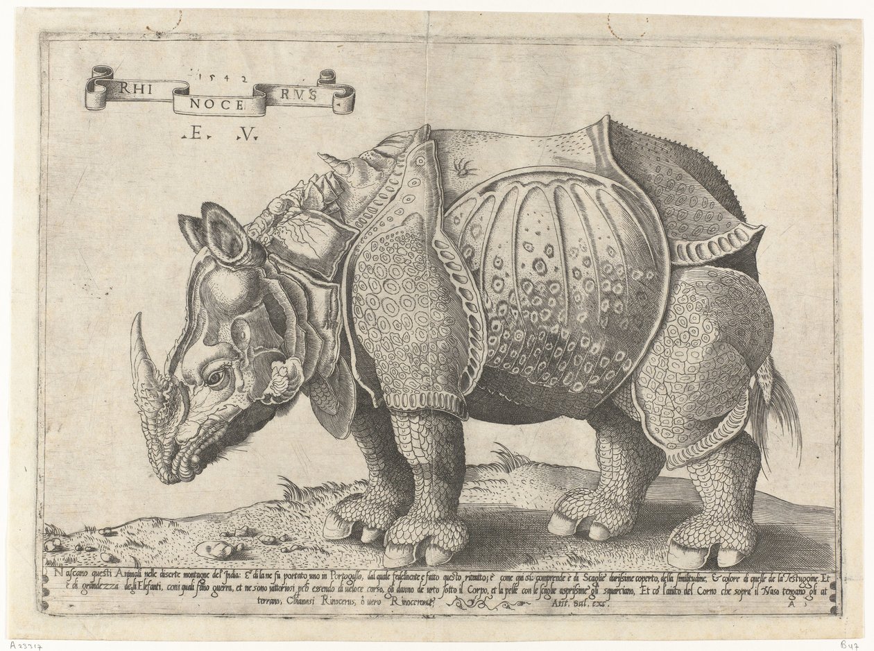Rhinocerus by Enea Vico