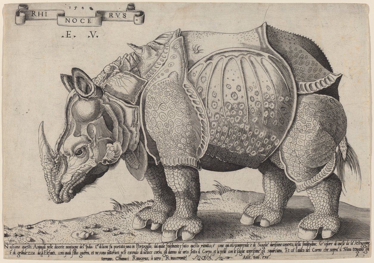 Rhinoceros by Enea Vico after Albrecht Dürer