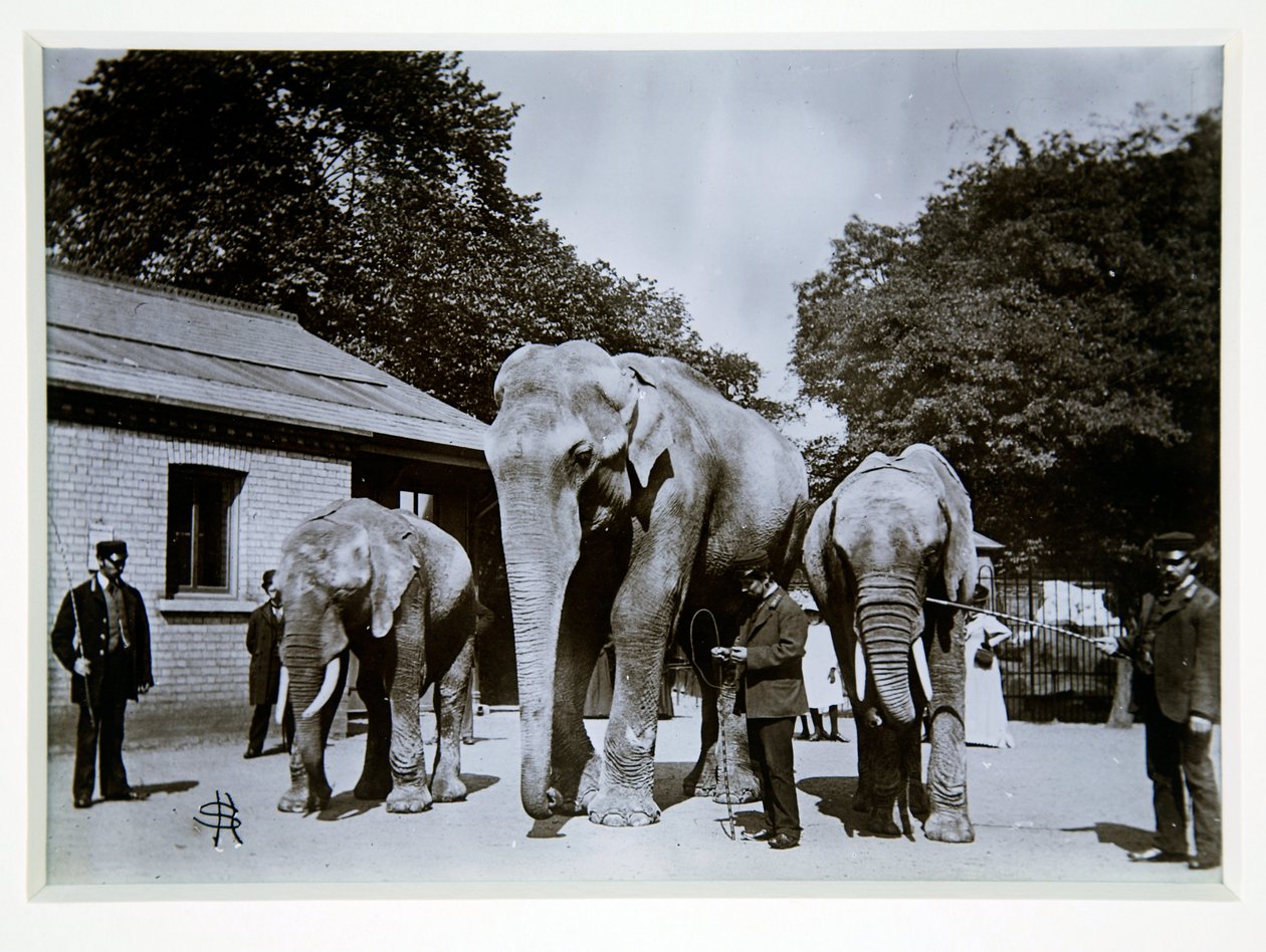 Jumbo the Elephant at London Zoo, 1870s by English Photographer