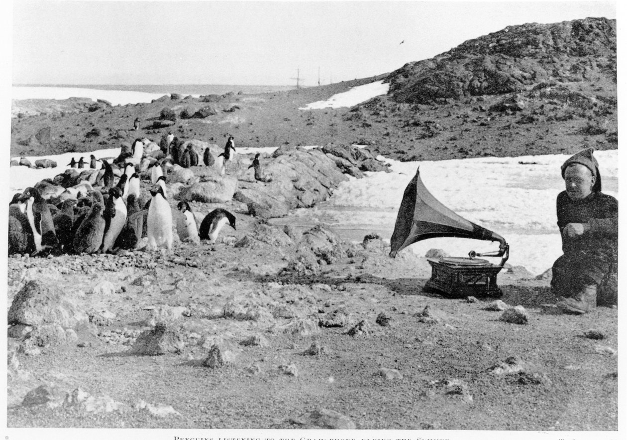 Penguins listening to the gramophone during Shackleton