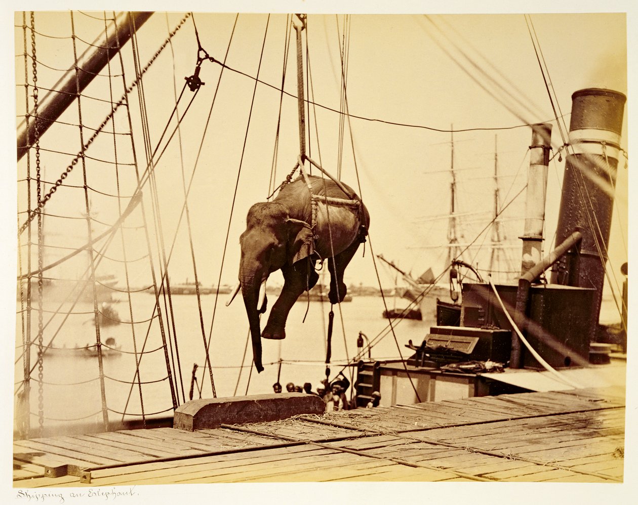 Shipping a Burmese Elephant by English Photographer