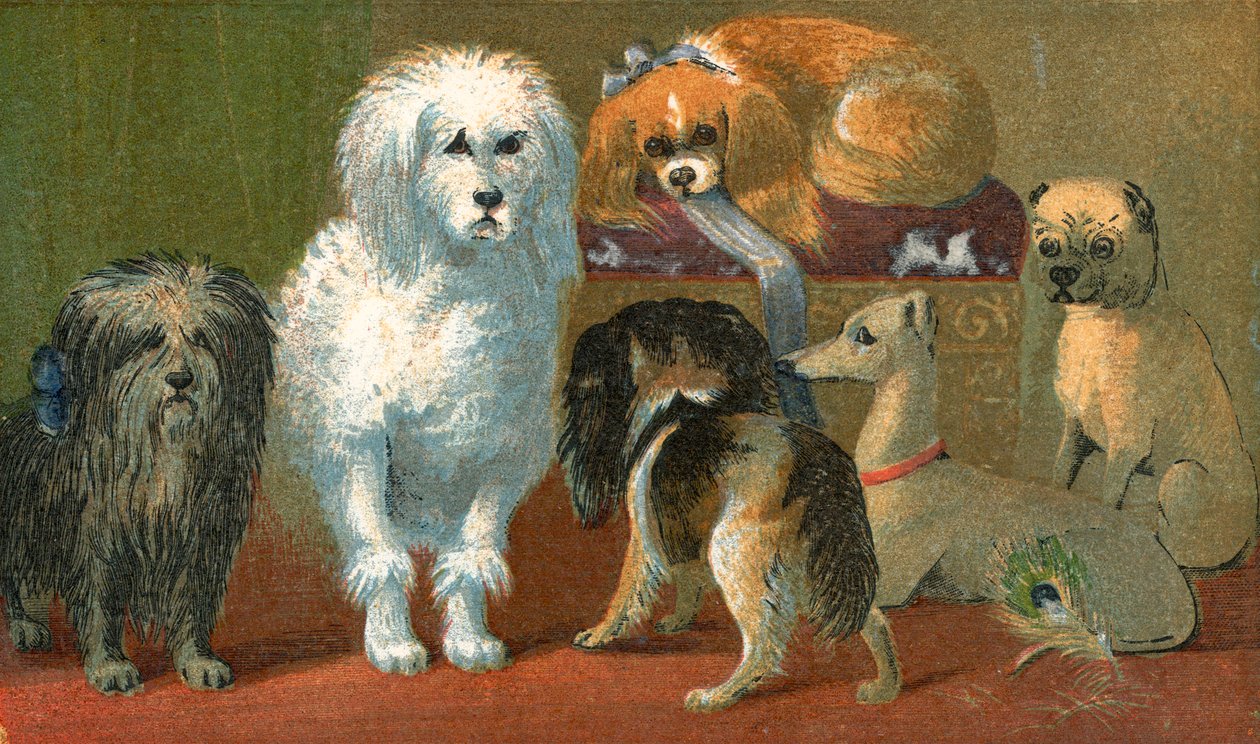 A Skye terrier, French poodle, two spaniels, Italian greyhound, and a pug dog by English School