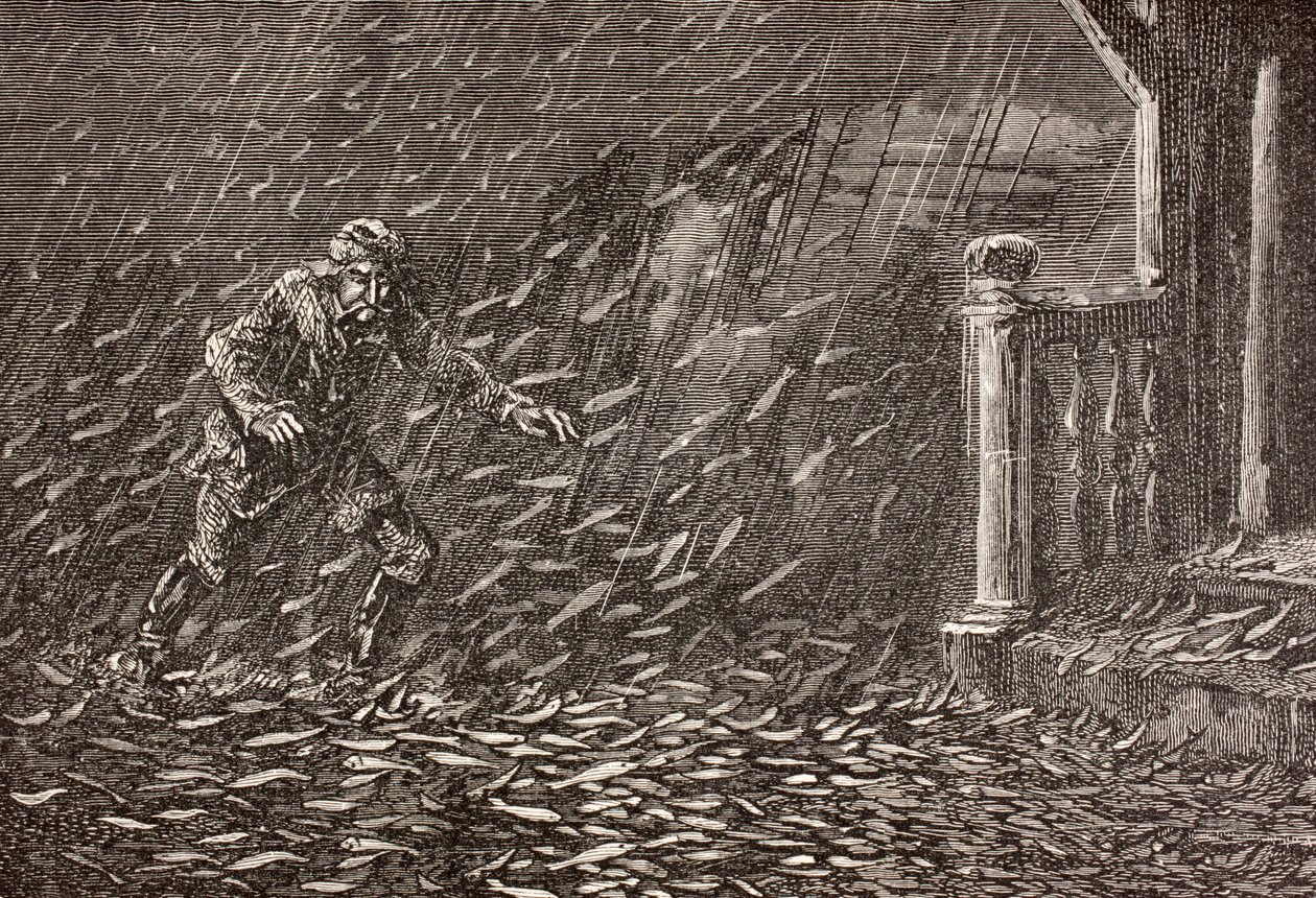 A Shower of Fish in Transylvania, Romania by English School