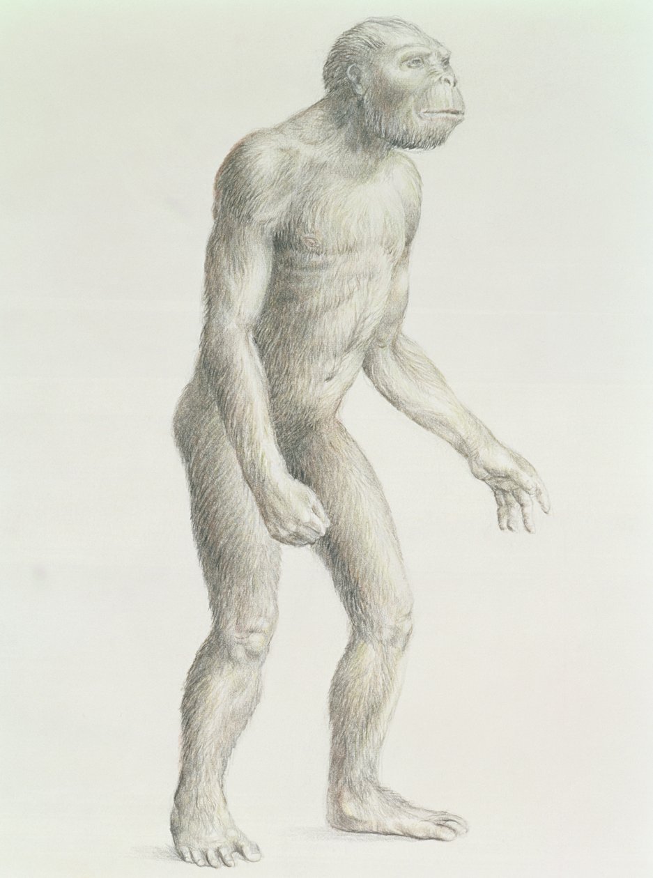 Australopithecus boisei by English School