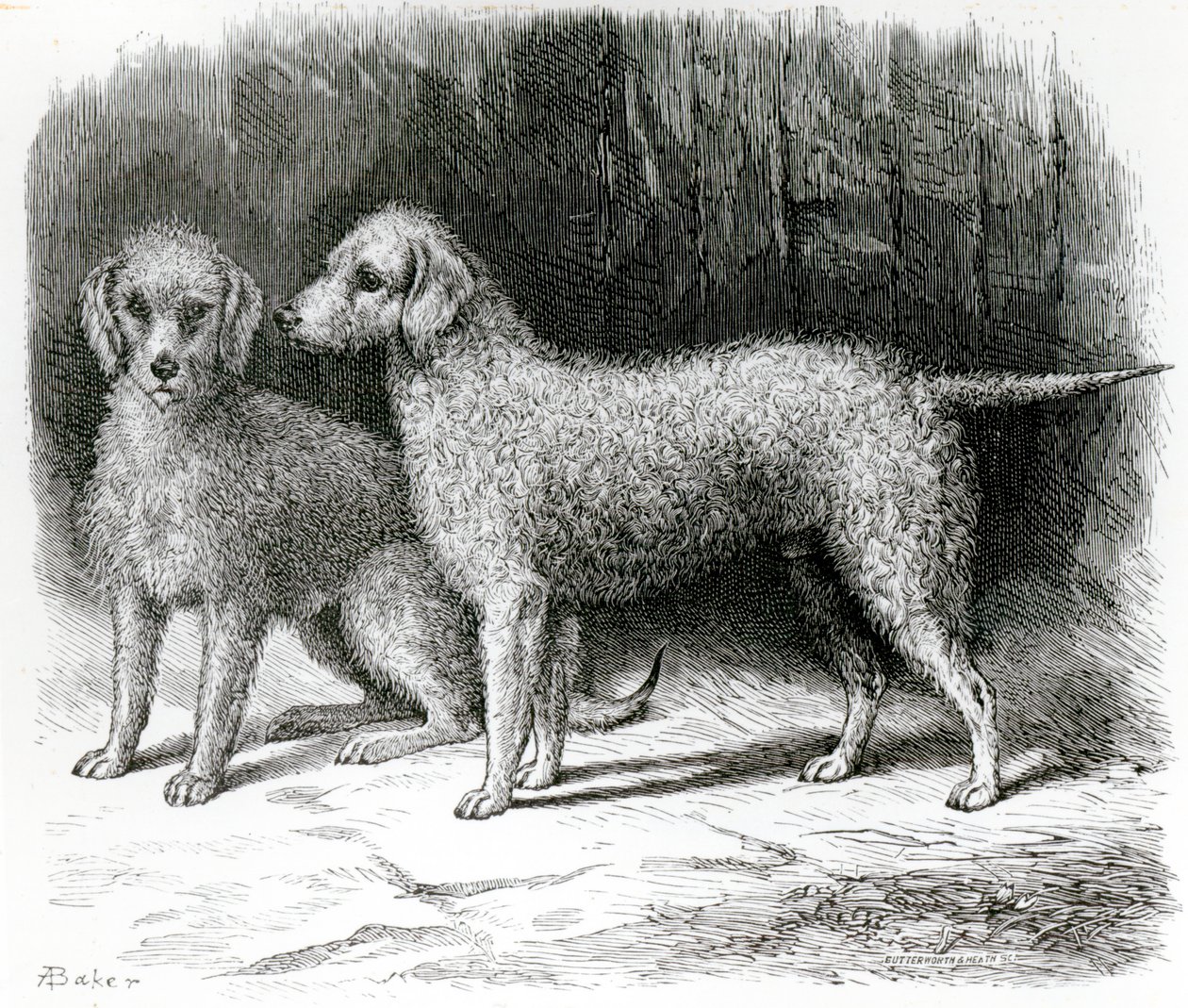 Bedlington Terriers - Mr. F. Armstrong