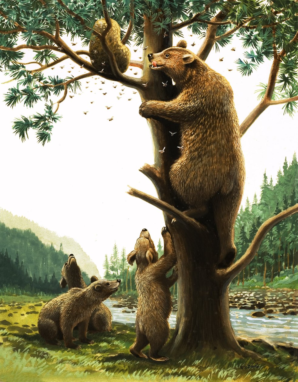 Brown Bear climbing a tree, attracted by honey by English School