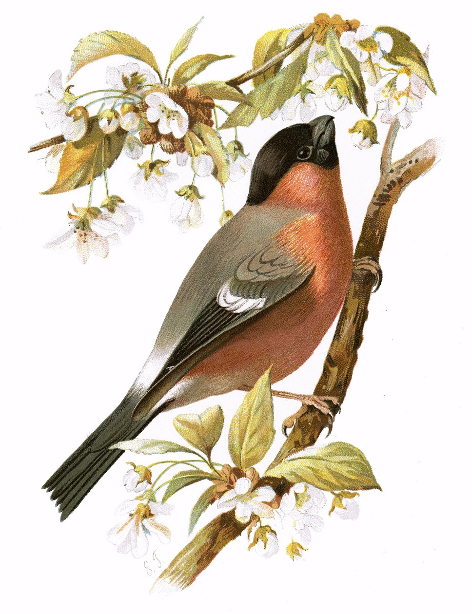 Bullfinch by English School