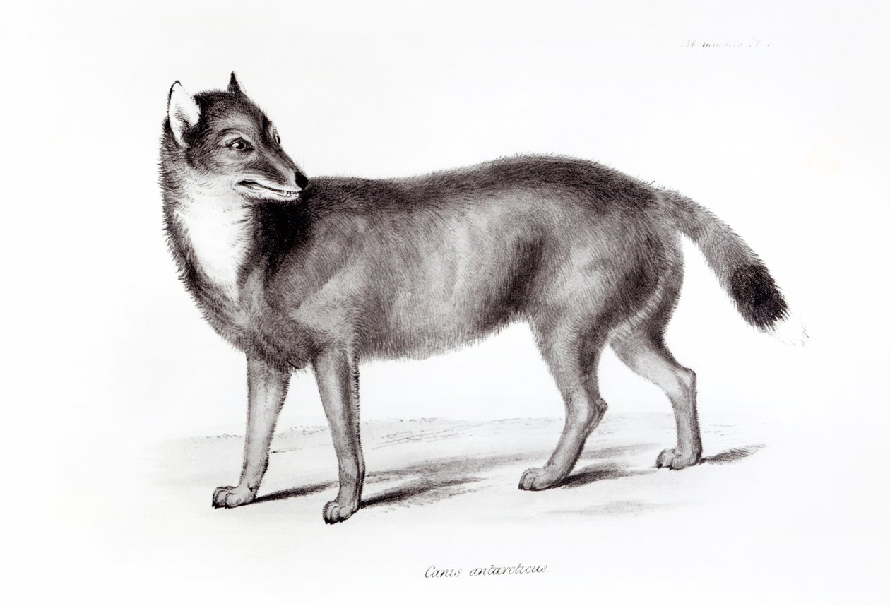 Canis Antarcticus by English School