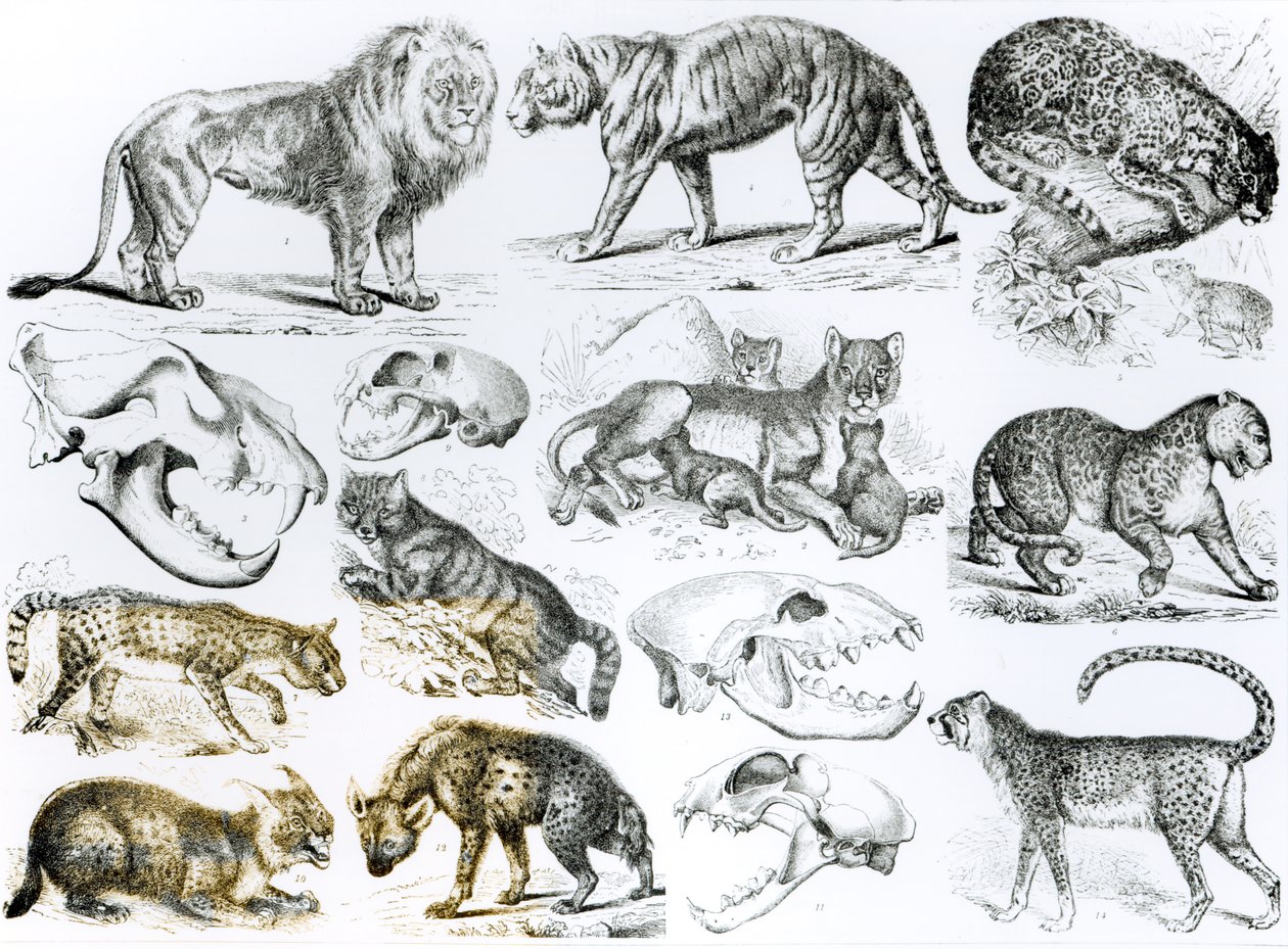 Carnivorous Animals by English School