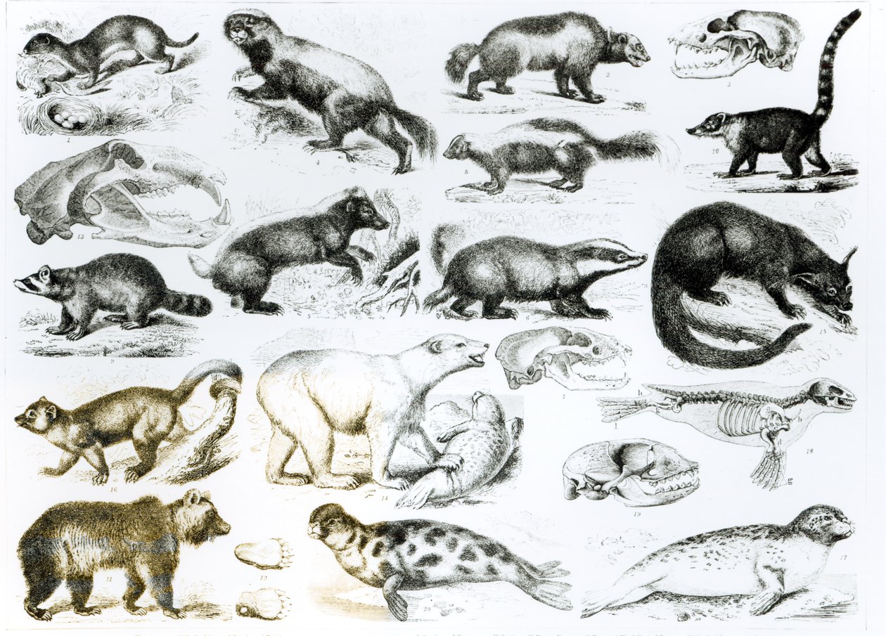 Carnivorous Animals by English School