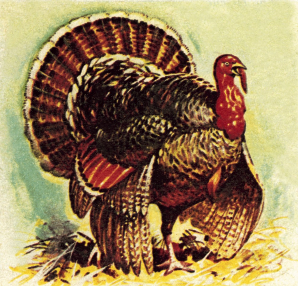 Christmas turkey by English School