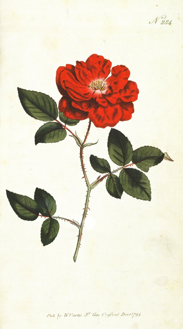 Ever-flowering Rose (Rosa Semperflorens), plate 284 from William Curtis The Botanical Magazine (or Flower Garden Displayed) by English School