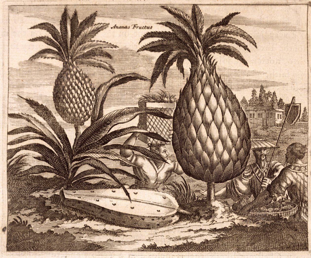 Farming Large Pineapples, illustration from a description of Embassies to China, 1690 by English School