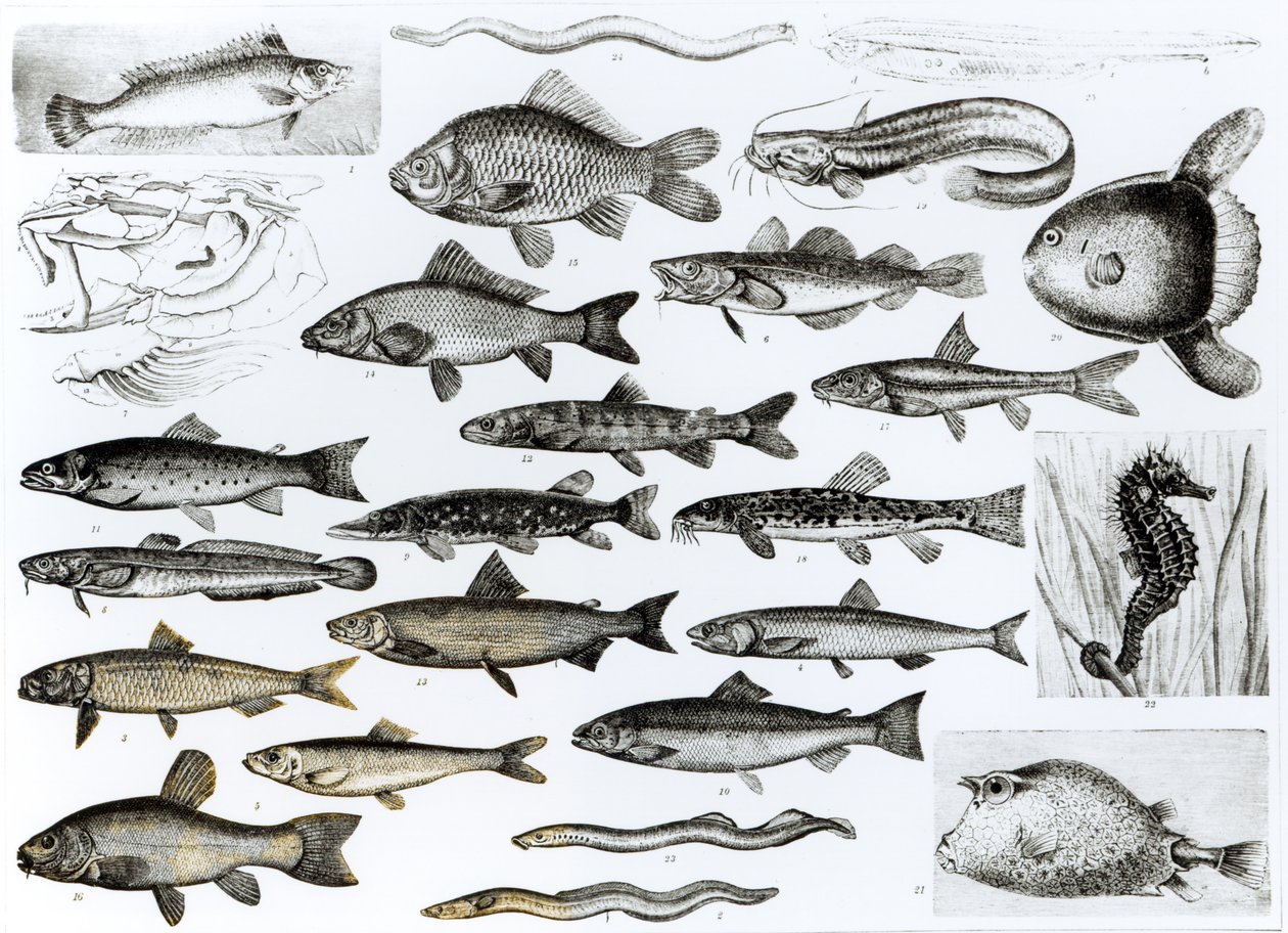 Ichthyology, Osseous Fishes, Marisipobranchs by English School