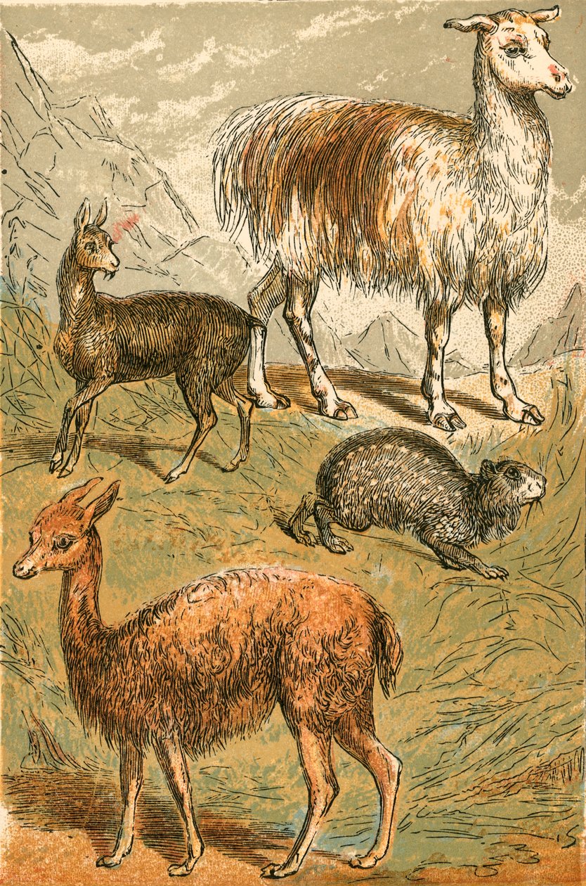 Musk Deer, Llama, Vicunia and Sooty Paca by English School