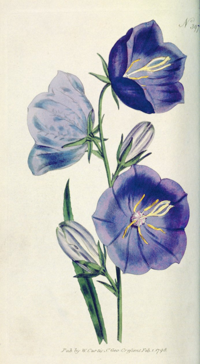 Peach-coloured Bellflower or Campanula (Campanula persicifolia var. maxima), plate 397 from William Curtis The Botanical Magazine (or Flower Garden Displayed) by English School