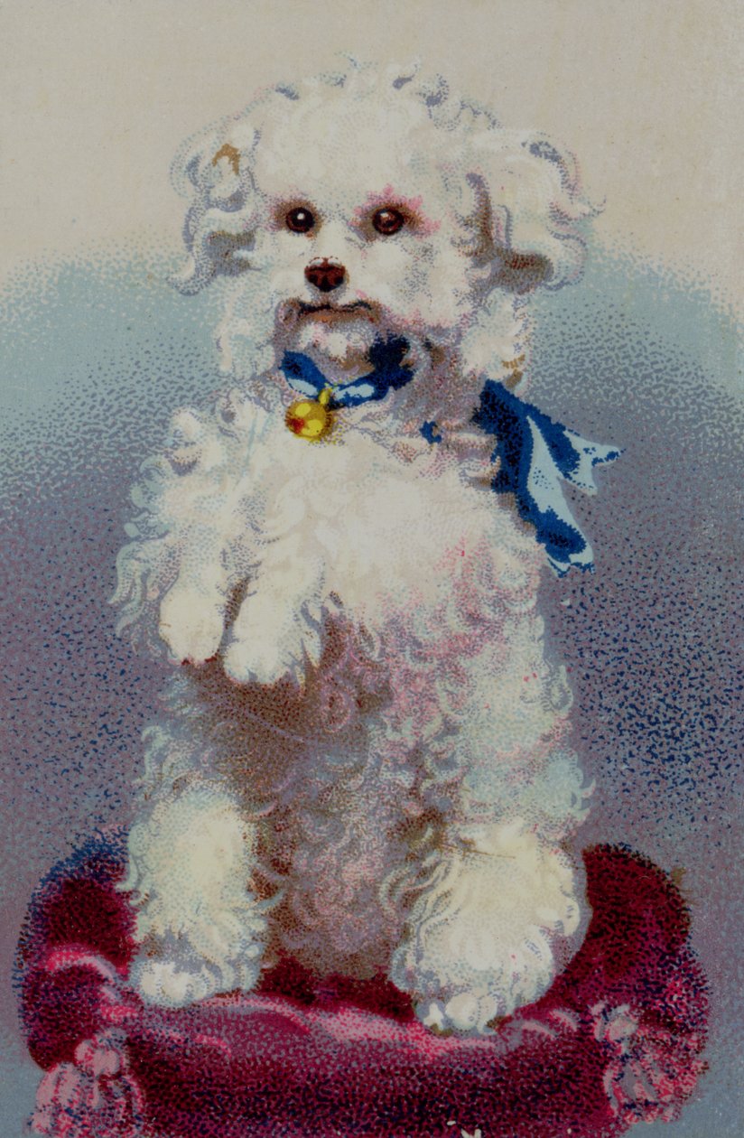 Poodle with Blue Ribbon by English School