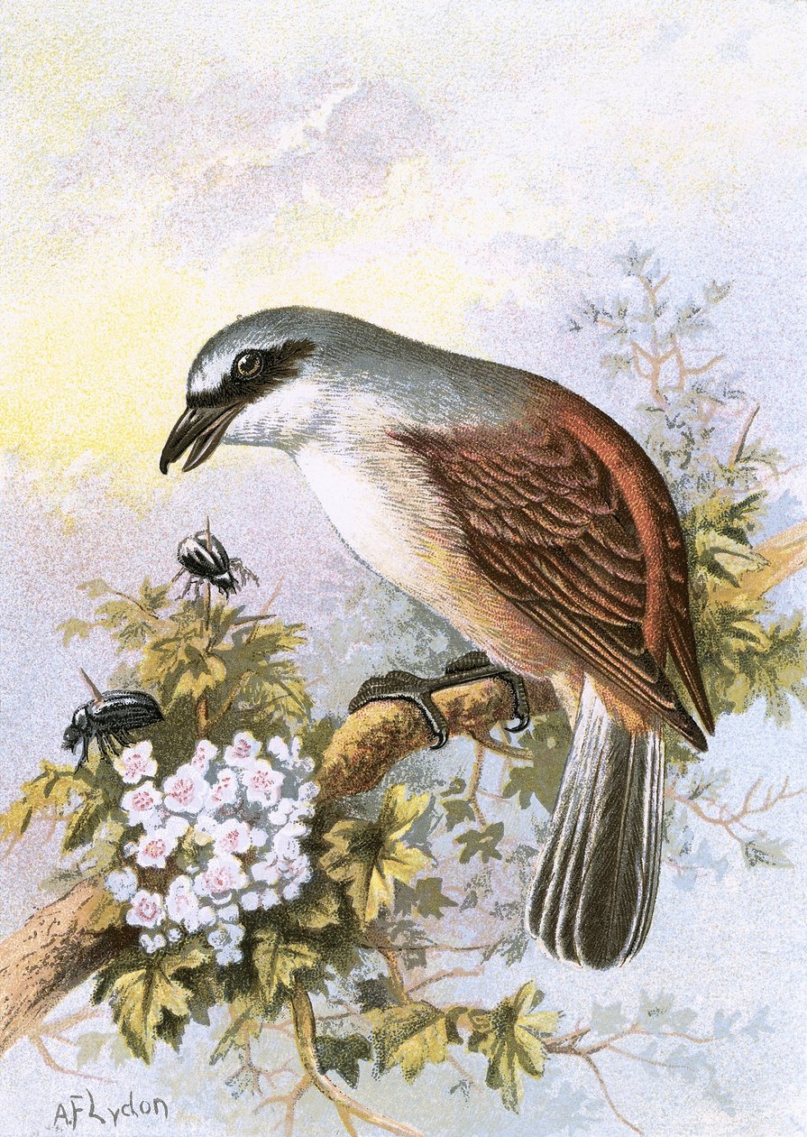 Red-backed Shrike by English School