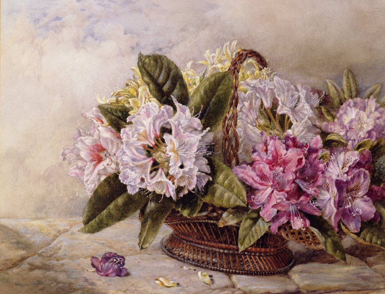 Rhododendrons by English School