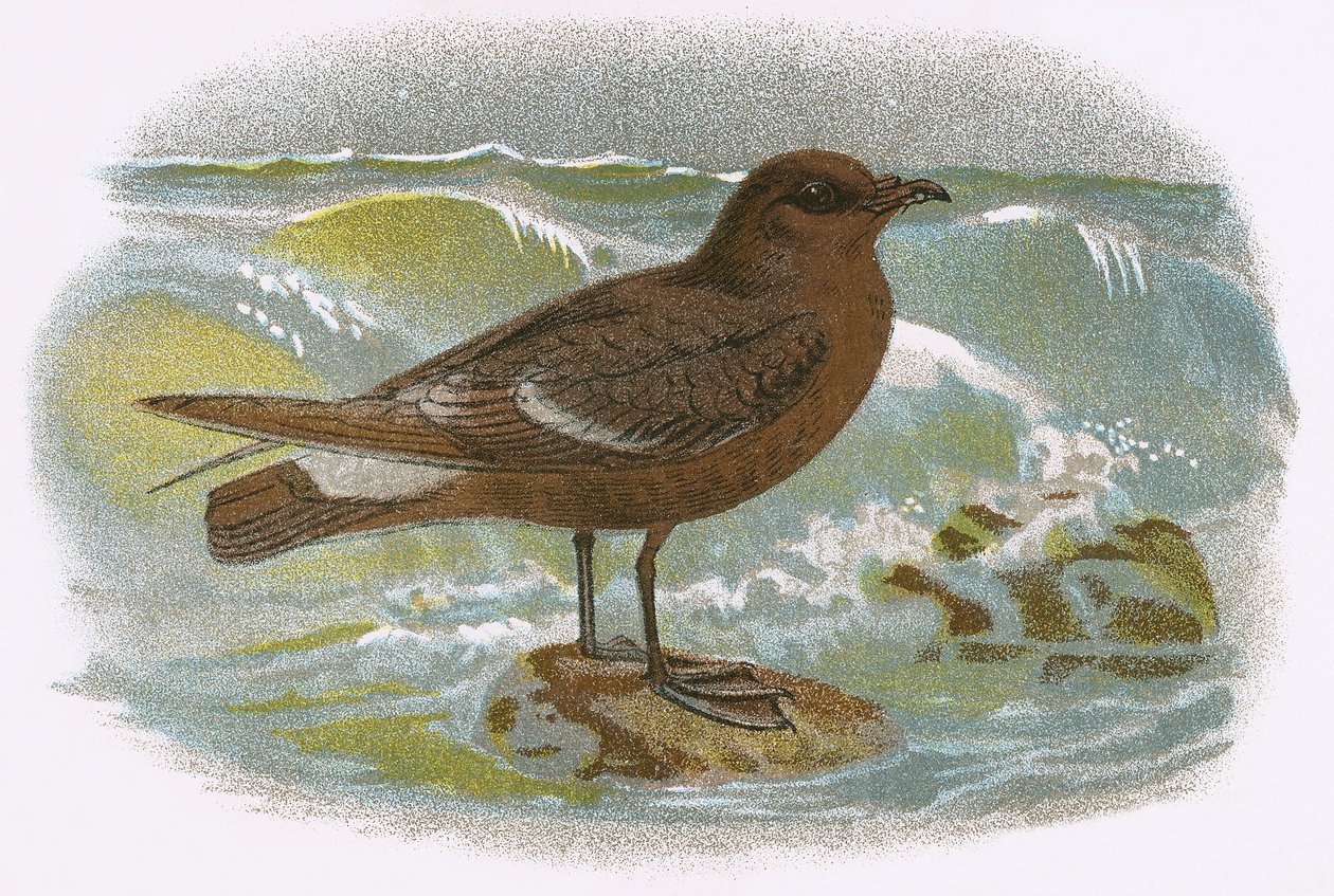 Storm Petrel by English School