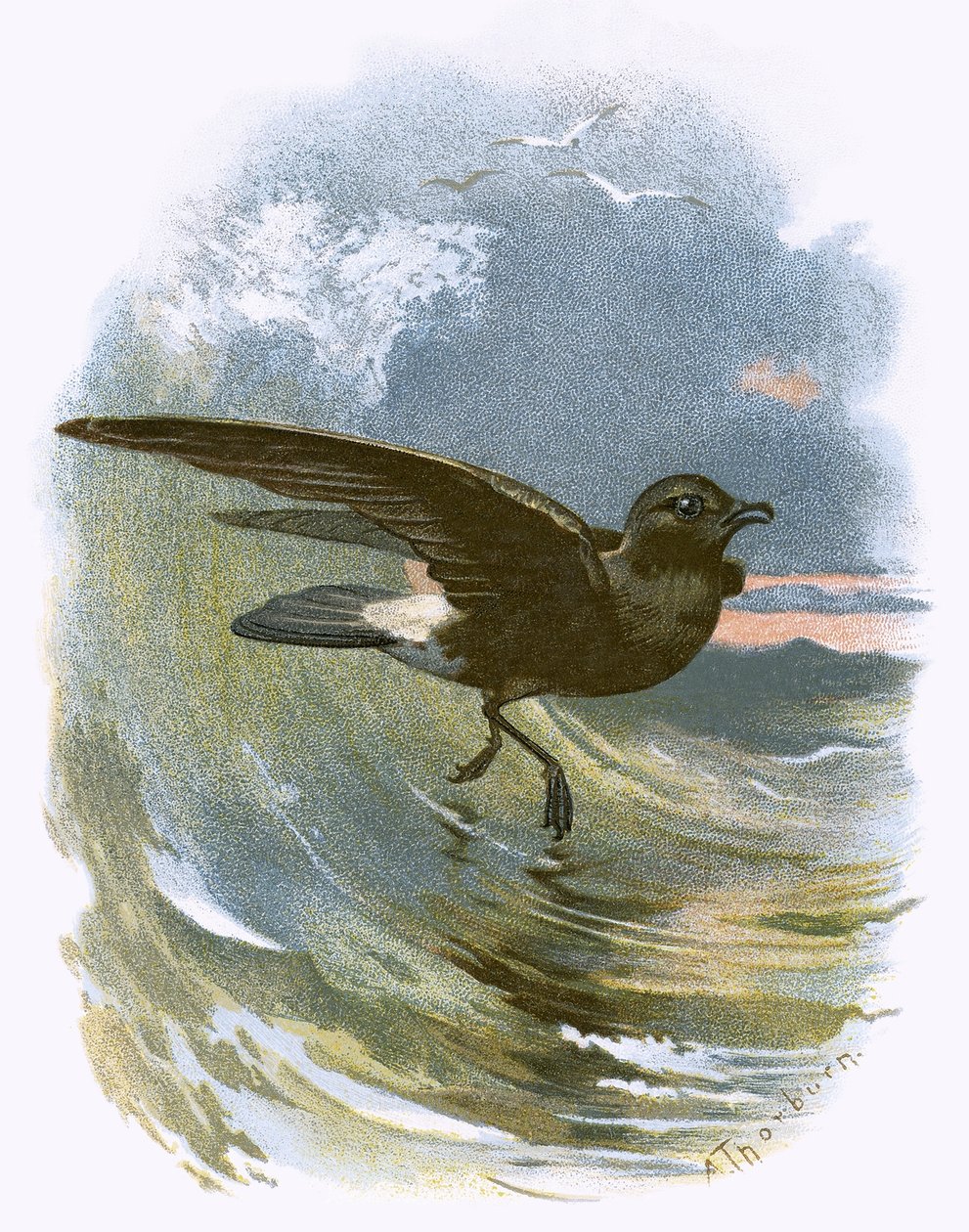 Storm Petrel by English School